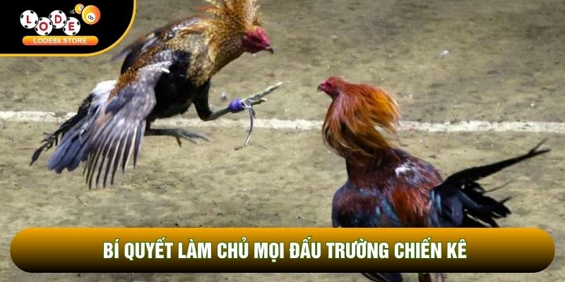 Bí quyết làm chủ mọi đấu trường chiến kê Bí quyết làm chủ mọi đấu trường chiến kê