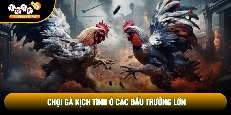 Chọi gà kịch tính ở các đấu trường lớn Chọi gà kịch tính ở các đấu trường lớn