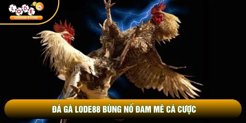 Đá gà Lode88 bùng nổ đam mê cá cược Đá gà Lode88 bùng nổ đam mê cá cược