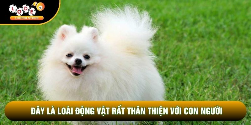 Đây là loài động vật rất thân thiện với con người Đây là loài động vật rất thân thiện với con người