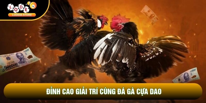 Đỉnh cao giải trí cùng đá gà cựa dao Đỉnh cao giải trí cùng đá gà cựa dao