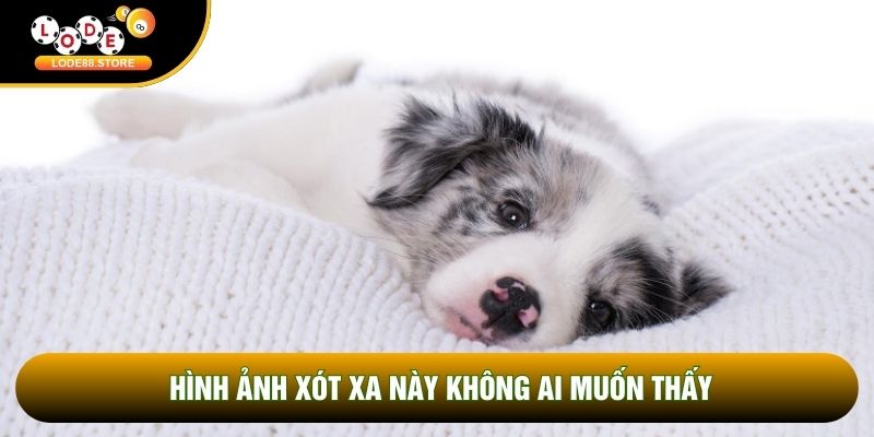 Hình ảnh xót xa này không ai muốn thấy Hình ảnh xót xa này không ai muốn thấy