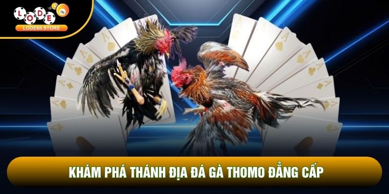 Khám phá thánh địa đá gà Thomo đẳng cấp
