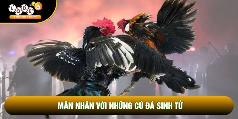 Mãn nhãn với những cú đá sinh tử Mãn nhãn với những cú đá sinh tử