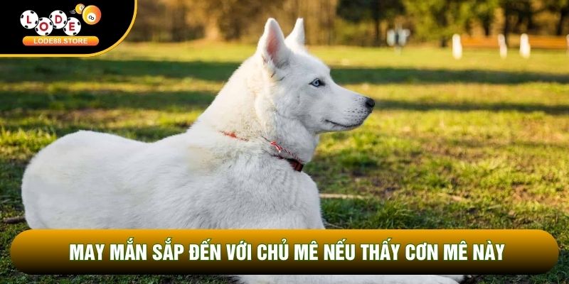 May mắn sắp đến với chủ mê nếu thấy cơn mê này May mắn sắp đến với chủ mê nếu thấy cơn mê này