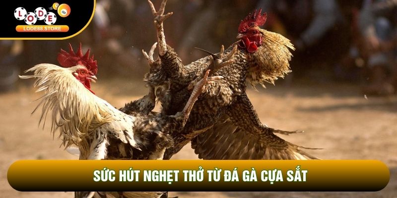 Sức hút nghẹt thở từ đá gà cựa sắt Sức hút nghẹt thở từ đá gà cựa sắt